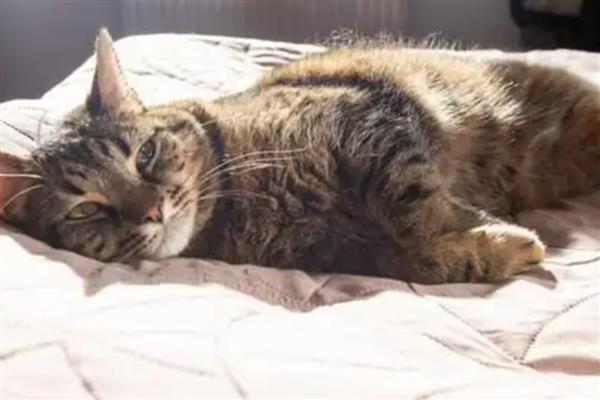 什么是猫癣，犬小孢子菌或须毛癣菌引起的疾病