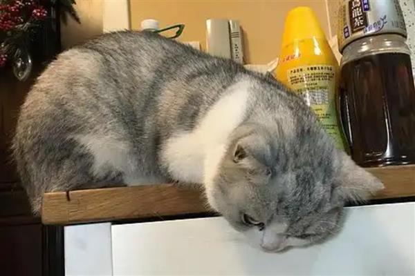 什么是猫癣，犬小孢子菌或须毛癣菌引起的疾病