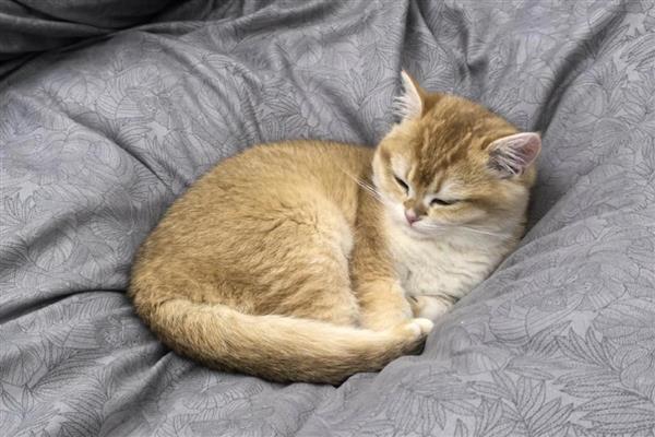 什么是猫癣，犬小孢子菌或须毛癣菌引起的疾病