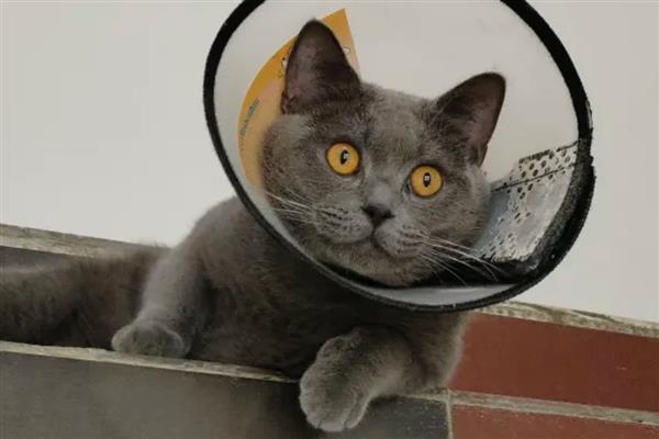 什么是猫癣，犬小孢子菌或须毛癣菌引起的疾病