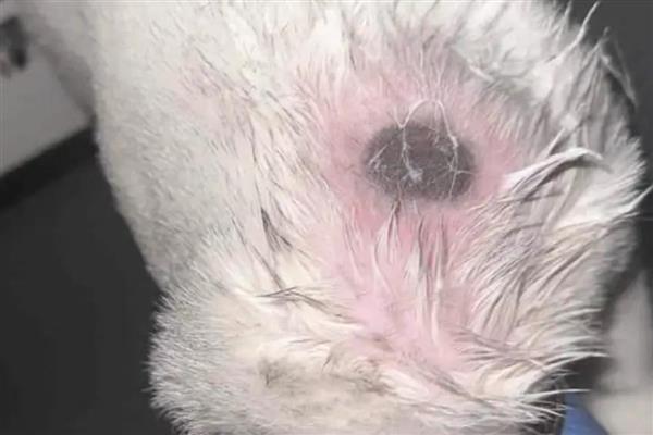 什么是猫癣，犬小孢子菌或须毛癣菌引起的疾病