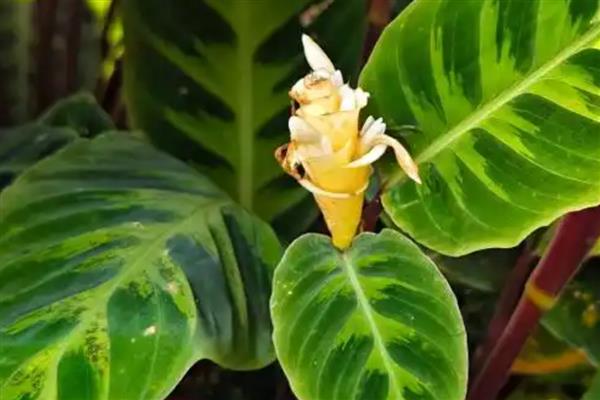 天鹅绒竹芋叶片发黄的原因，可能是高温、暴晒、缺水等因素所致