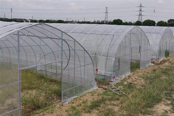 搭建大棚需要哪些材料，骨架材料有竹木杆、水泥杆等