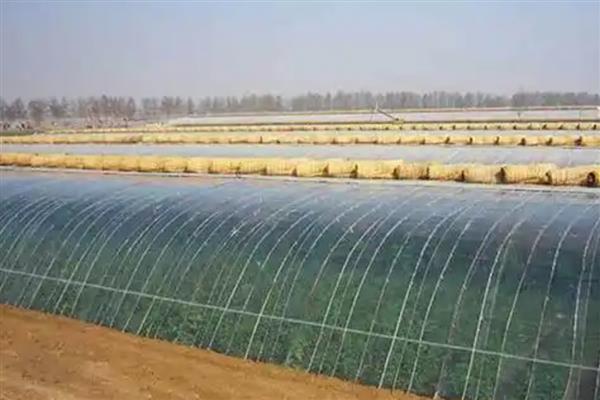 搭建大棚需要哪些材料，骨架材料有竹木杆、水泥杆等