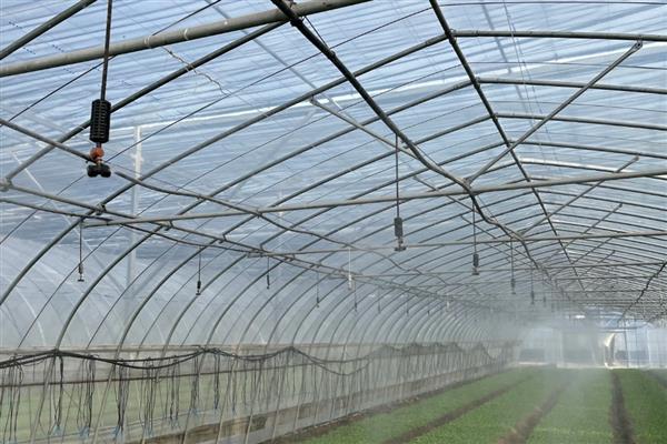 搭建大棚需要哪些材料，骨架材料有竹木杆、水泥杆等