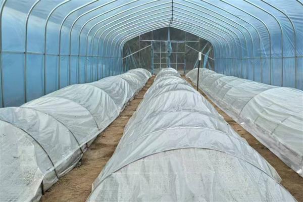 搭建大棚需要哪些材料，骨架材料有竹木杆、水泥杆等