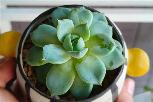 多肉小苗怎么养，上盆前将枯根直接修剪