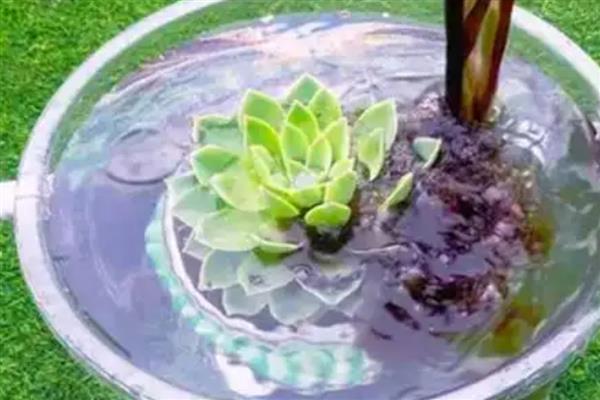 多肉小苗怎么养，上盆前将枯根直接修剪