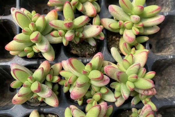 多肉小苗怎么养，上盆前将枯根直接修剪