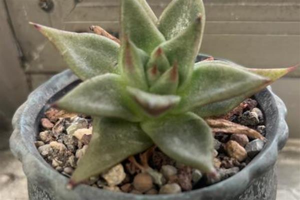 多肉小苗怎么养，上盆前将枯根直接修剪