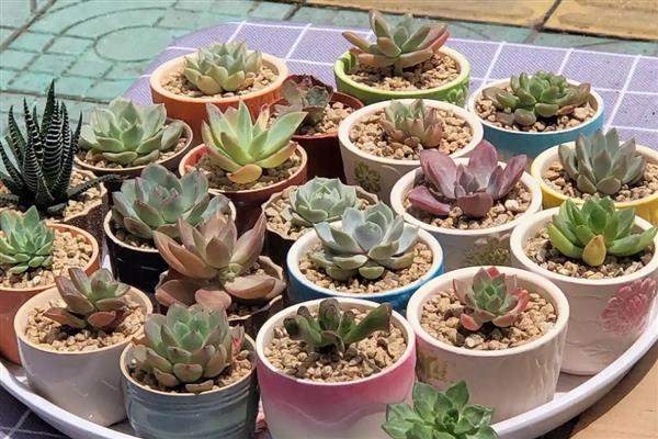 多肉小苗怎么养，上盆前将枯根直接修剪