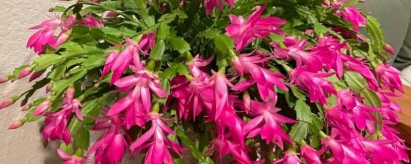 蟹爪兰开花时的注意事项，此时要将其搬到室内