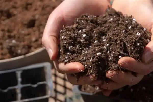 盆栽柠檬的养殖方法,需要在生长期及时给肥