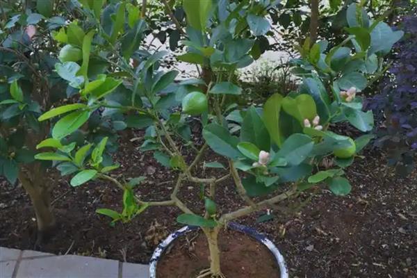 盆栽柠檬的养殖方法,需要在生长期及时给肥