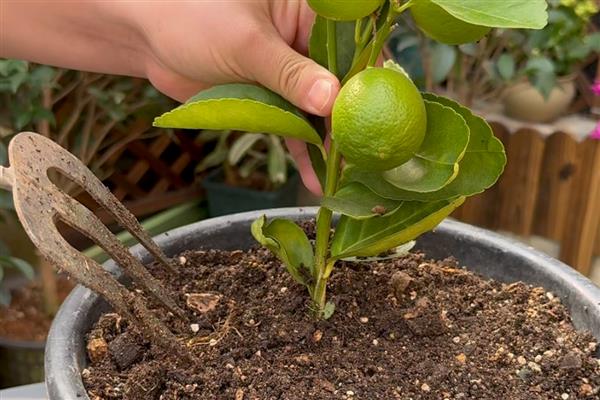 盆栽柠檬的养殖方法,需要在生长期及时给肥