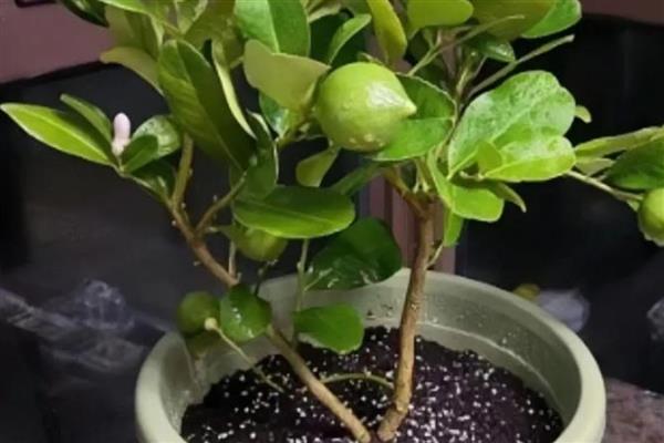 盆栽柠檬的养殖方法,需要在生长期及时给肥