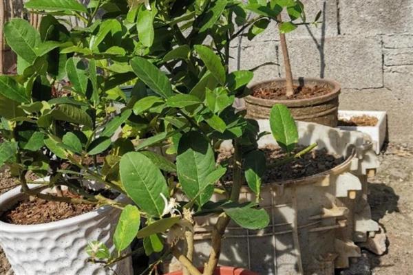 盆栽柠檬的养殖方法,需要在生长期及时给肥