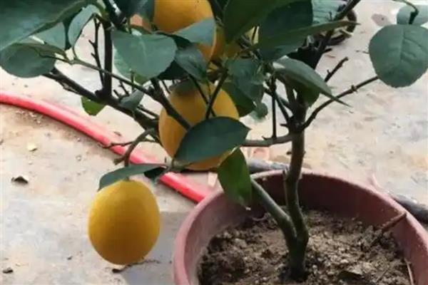 盆栽柠檬的养殖方法,需要在生长期及时给肥