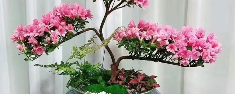 杜鹃花花败后怎样修剪，需及时摘掉残花