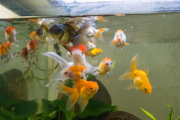 养鱼水黄但很清的原因，有可能是鱼便、饲料残渣过量堆积所致