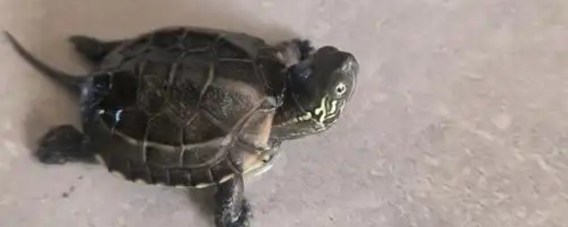 乌龟能一直放在水里面养吗，不可以一直放在水里养