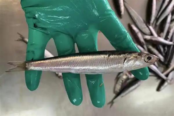 鳀鱼的简介，属于鲱形目、鳀科鱼类