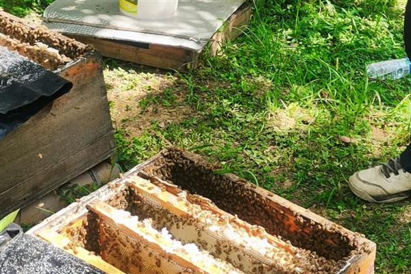 中蜂隔王板能不能挡住意蜂工蜂，能一定程度上挡住意蜂
