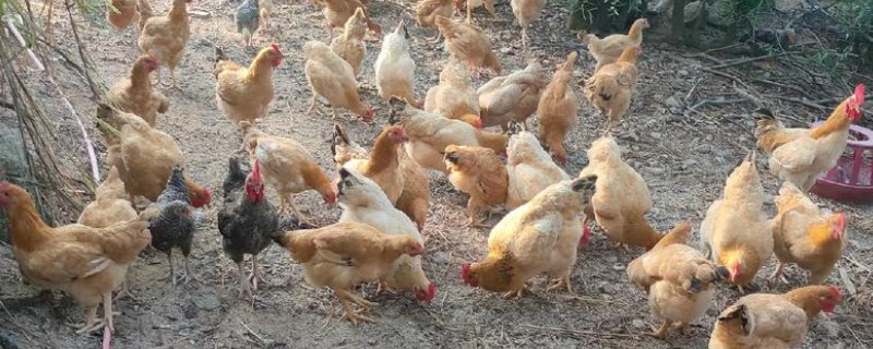 山上养鸡怕什么，怕外来动物的侵害