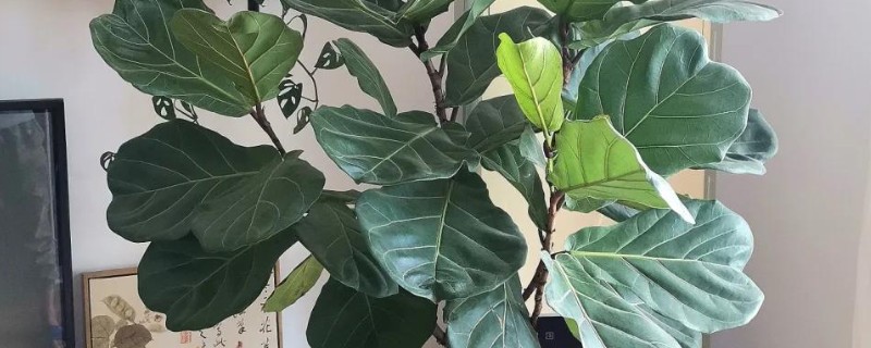 琴叶榕掉叶子如何拯救，浇水时要注意见干见湿
