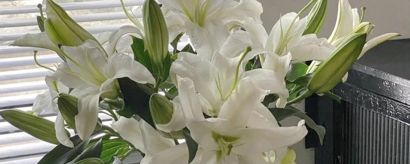 香水百合的花语，寓意伟大的爱、纯洁等