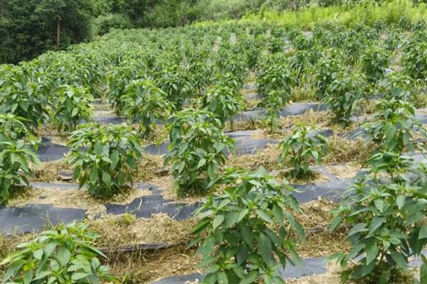 辣椒种多久能结果,大约需要2-4个月