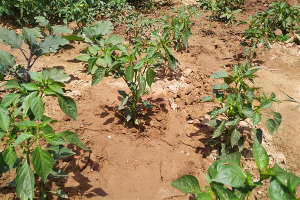 辣椒种多久能结果,大约需要2-4个月