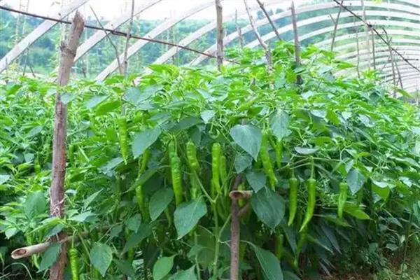 辣椒种多久能结果,大约需要2-4个月