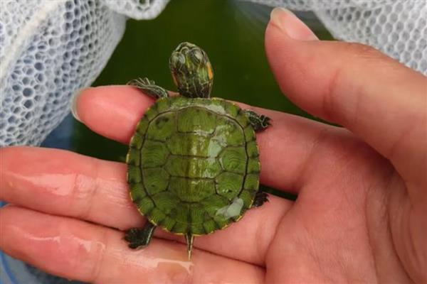 小巴西龟的壳是软的还是硬的，小巴西龟壳是软的