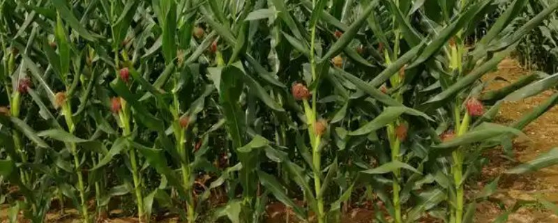 登海良玉99玉米种简介，生长周期是129天左右