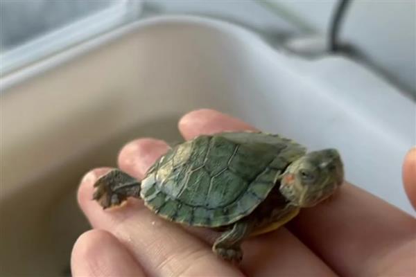 小巴西龟的壳是软的还是硬的，小巴西龟壳是软的
