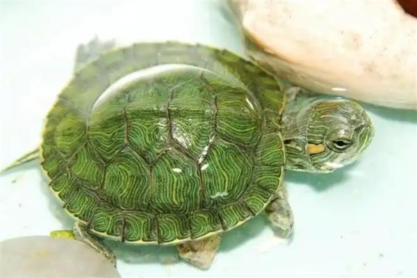小巴西龟的壳是软的还是硬的，小巴西龟壳是软的