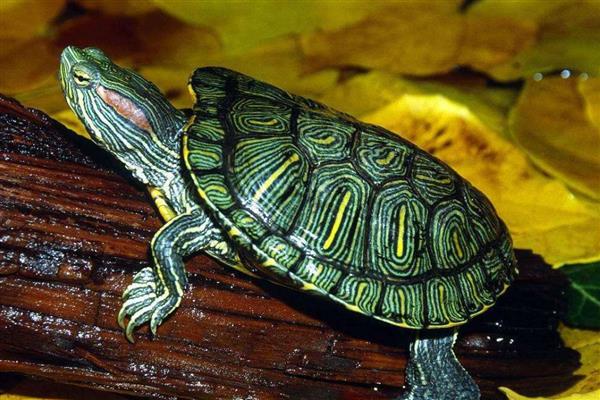 小巴西龟的壳是软的还是硬的，小巴西龟壳是软的