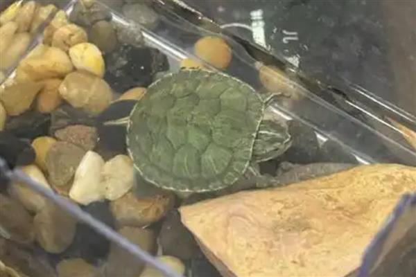 小巴西龟的壳是软的还是硬的，小巴西龟壳是软的