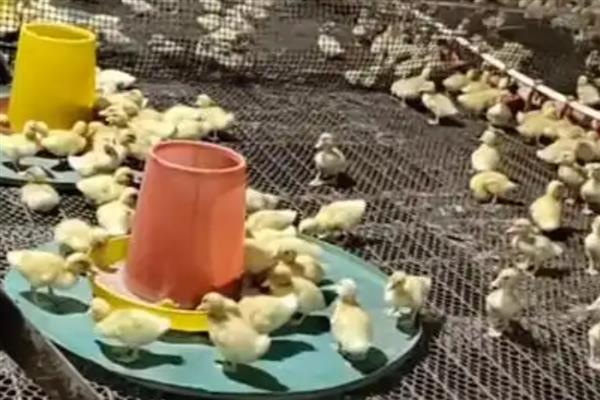 刚买回来的鸭苗怎么养，可以选择活波好动的