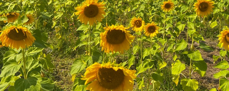 向日葵的种植方法，需要选择长势较矮的品种种植