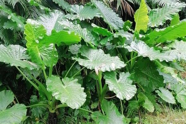 滴水观音的作用，能够美化环境、净化空气、改善风水