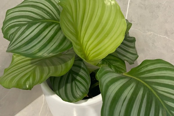 青苹果植物的寓意，寓意家庭团团圆圆和幸福等