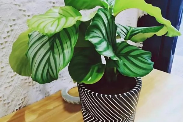 青苹果植物的寓意，寓意家庭团团圆圆和幸福等