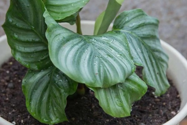 青苹果植物的寓意，寓意家庭团团圆圆和幸福等