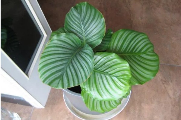 青苹果植物的寓意，寓意家庭团团圆圆和幸福等