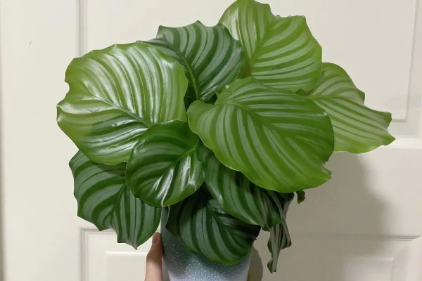 青苹果植物的寓意，寓意家庭团团圆圆和幸福等