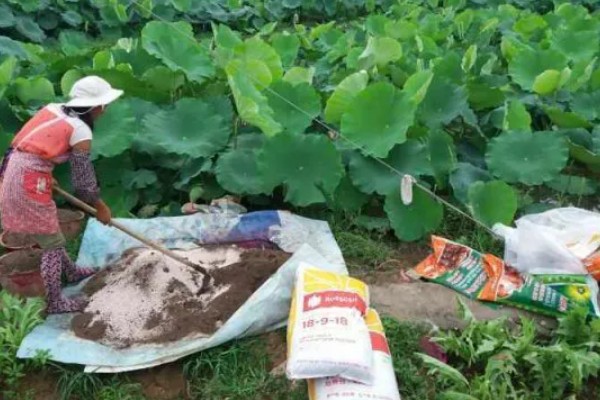 莲藕的种植管理方法，切记不要在烈日下追肥