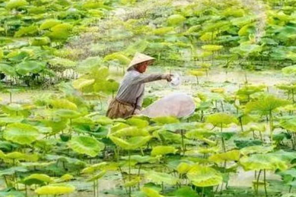 莲藕的种植管理方法，切记不要在烈日下追肥