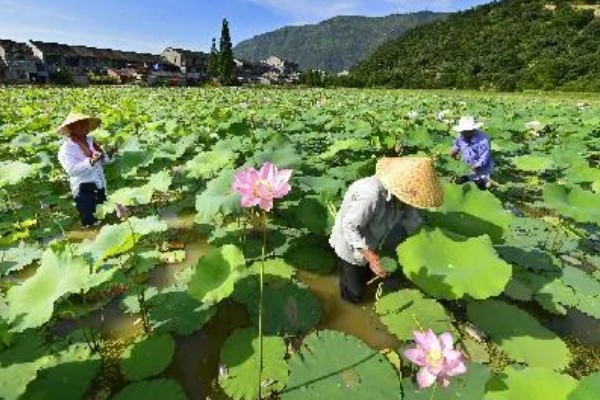 莲藕的种植管理方法，切记不要在烈日下追肥